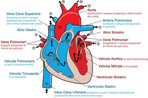 Heart Diagram Anatomia E Fisiologia Anatomia E Fisiol
