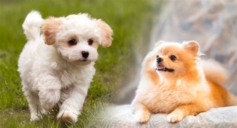 Small Toy Breeds Of Dogs Wow Blog