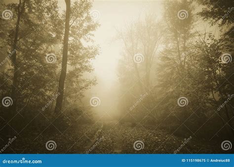 Path Through Haunted Forest With Thick Fog Stock Image Image Of