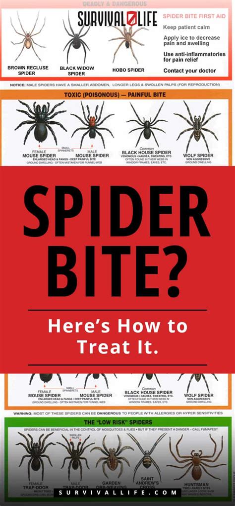 Lou Mcleod Spider Bite Heres How To Treat It
