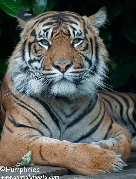 Chester Zoo Sumatran Tiger A Photo On Flickriver