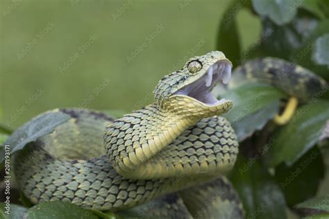 Venomous Bush Viper Snake Atheris Squamigera In Rainforest Showing