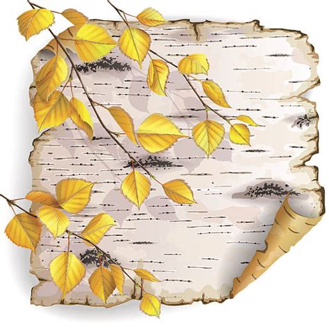 Royalty Free Birch Bark Clip Art Vector Images And Illustrations Istock