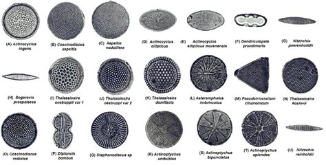 Species Of Diatoms Used In This Study Download Scientific Diagram
