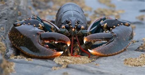 Discover The Worlds Oldest Lobster 140 Years Old Crustaceans Pet