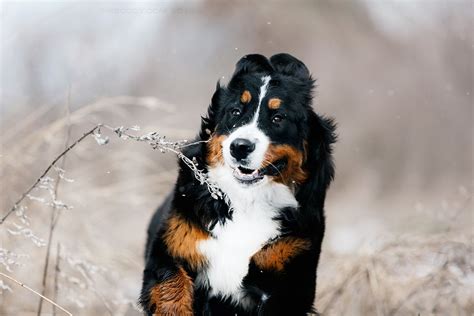 Bernese Mountain Dog, by Kseniya Ressy. | Estrela mountain dog, Bernese mountain dog, Mountain dogs