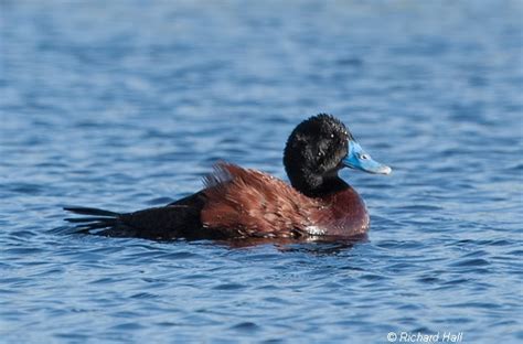 Blue Billed Duck