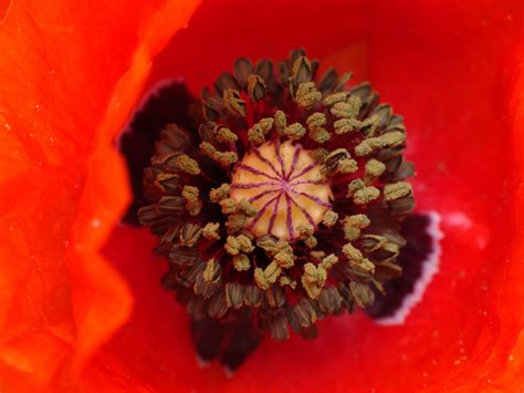 Images Gratuites La Nature Feuille Fleur Pétale Pollen Rouge