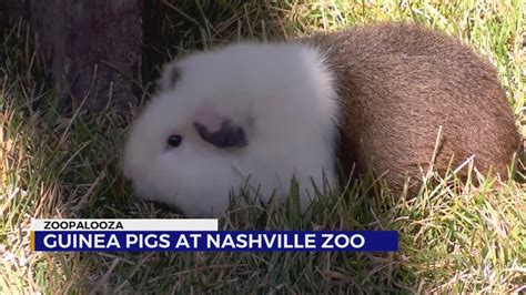 Guinea Pigs At Nashville Zoo Youtube