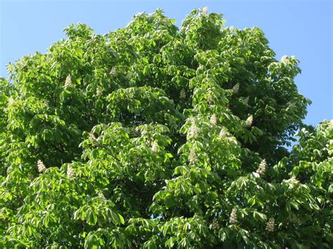 Flowering Chestnut Tree Stock Photo Image Of Warm Coma 86384892
