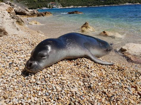 Mediterranean Monk Seal Protection Huge Success In Greece