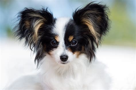 Small Dog Breeds With Big Ears Zela