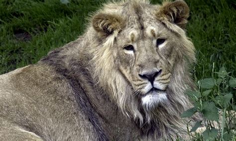 Asiatic Lion At Edinburgh Zoo Ed Okeeffe Photography