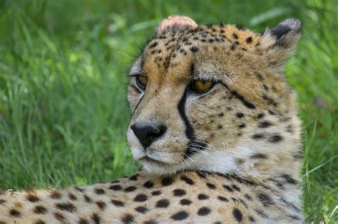 Image Gratuite Sur Pixabay Guépard Portrait Tête Félin Guepard