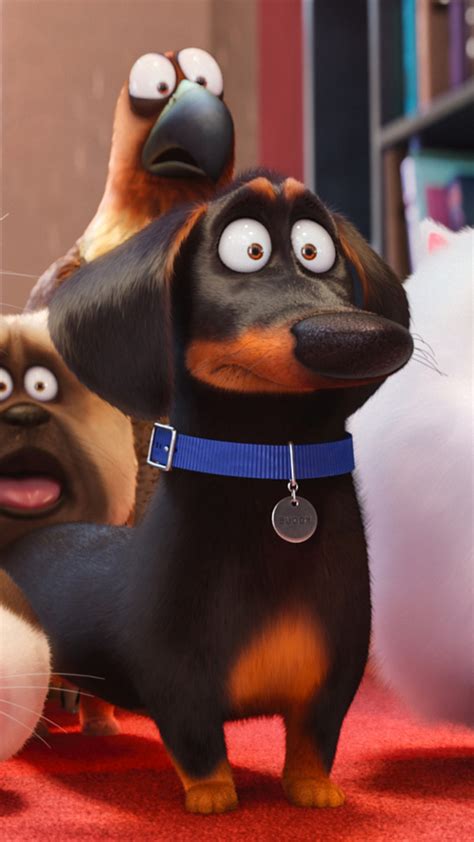 Wallpaper The Secret Life Of Pets Dog Best Animation Movies Of 2016