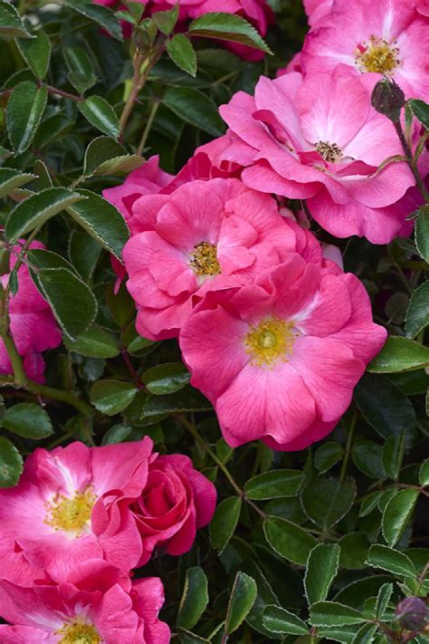 Flower Carpet Pink Supreme Rose Rosa X Noa168098f Pp 19206
