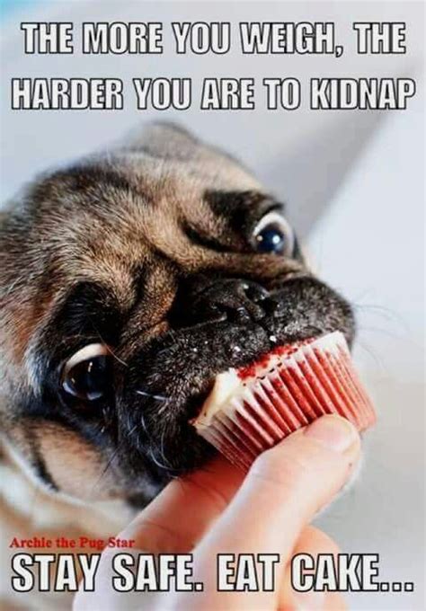 The 25 Best Pug Meme Ideas On Pinterest Funny Pugs Pugs And Cute Pugs
