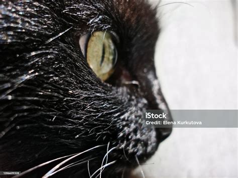 Black Cat Green Eyes Close Up Stock Photo Download Image Now Animal