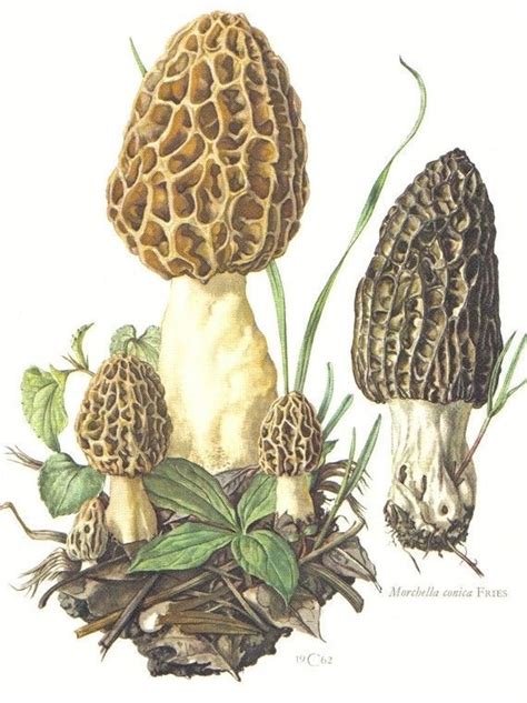 Morel Mushrooms Art Botanical Drawings Mushroom Art
