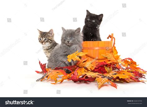 Three Cute Baby Kittens Orange Basket Stock Photo