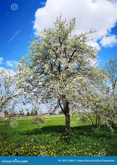 Beautiful Pear Tree In Spring Stock Image Image Of Tree Pear 150712969