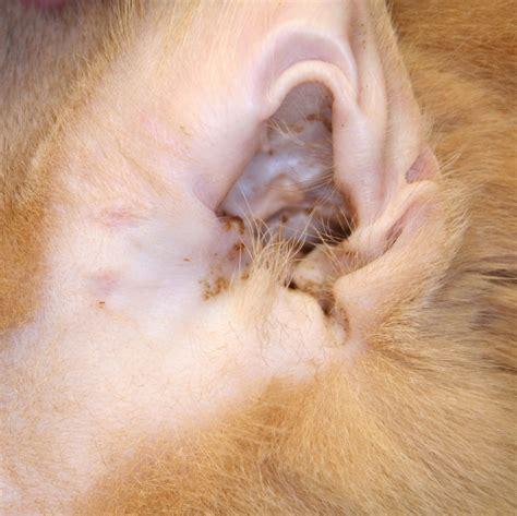 Immune Mediated Photos Animal Dermatology Referral Clinic Adrc