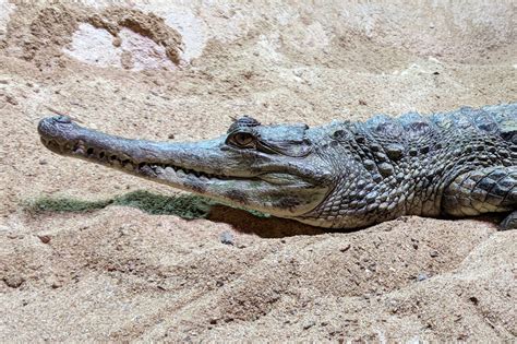 Crocodile Or Alligator In Africa Crocodile