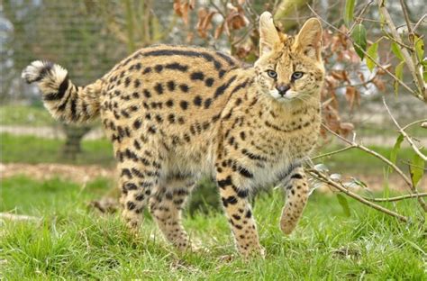 Cat That Looks Like A Cheetah Wild Cat Breeds Wild Cats African