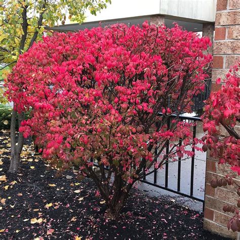the most brilliant colors for fall from the burning bush euonymus alatus we don t have any in
