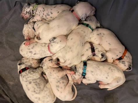 Animal shelters pet sitting & exercising services. 5 Dalmatian puppies for adoption in San Angelo, Texas ...