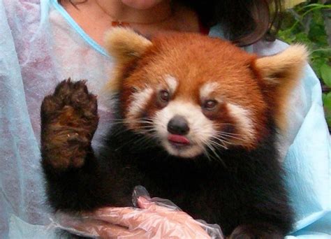 40 Adorable Red Panda Pictures 40 Pics Amazing Creatures