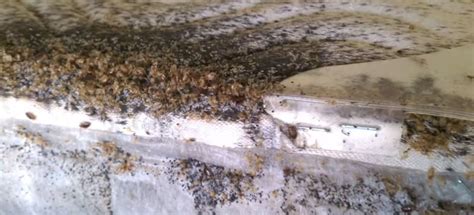Video The Nastiest Bed Bug Infestation Youll Ever See In Your Life