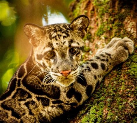Pin By Ae1128 On Strong Powerful Animal Clouded Leopard Wild Cats