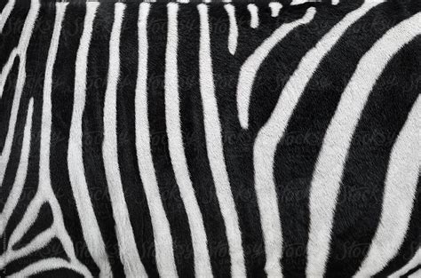 Zebra Stripes By Stocksy Contributor Aj Schokora Stocksy
