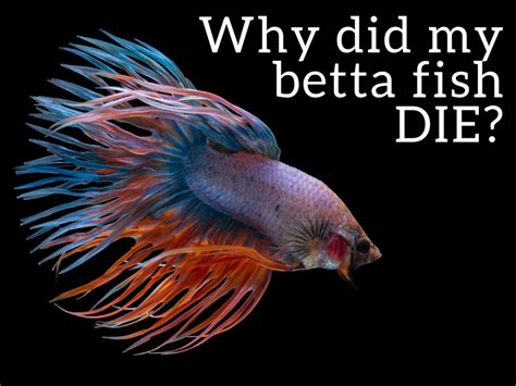 Just like us humans, the things cats find interesting, fun, or exciting can change as they age—your cat may love her toy with feathers one day, but find it boring the next. Top 6 Reasons Betta Fish Die and How to Prevent It ...