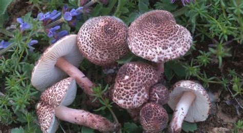 Lepiota Brunneoincarnata Top 10 Most Poisonous Mushrooms In The World