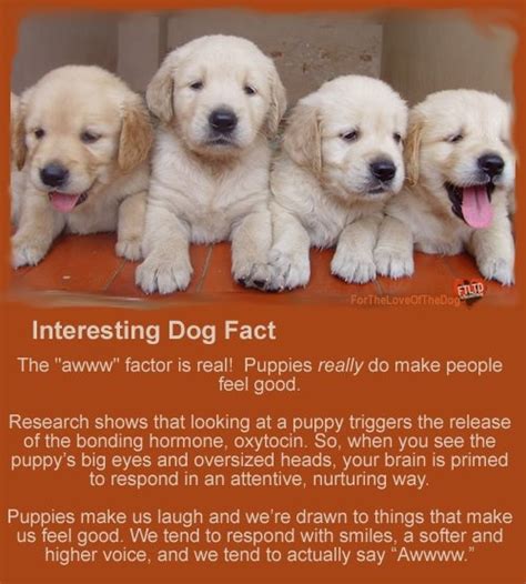 Ha Proof If You Dont Like Puppies Ther Is Something Seriously Wrong