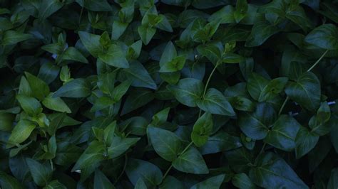 Plantas Hojas Verdes Fondos De Pantalla 1920x1080 Full Hd Fondos De