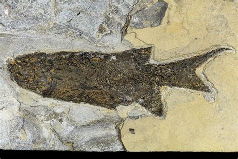 109 Permian Fossil Fish Paramblypterus Germany 113317 For Sale
