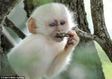 Albino Monkey Wrestles With Its Friends In Kruger National Park Daily