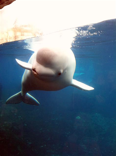 Baby Beluga In The Deep Blue Sea For The Love Of Fit