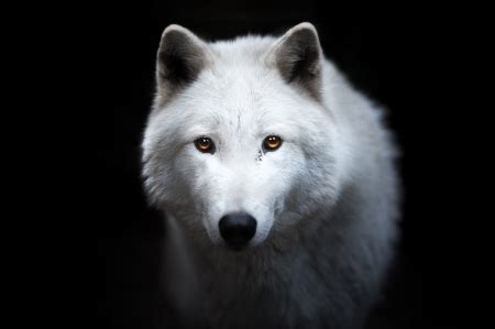 The most common wolf black white material is metal. White wolf - Dogs & Animals Background Wallpapers on ...