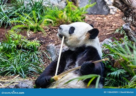 Giant Panda In Zoo Environment Stock Image Image Of Cuddly Parent
