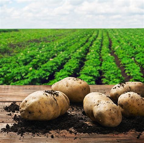 Best Potato Crop Stock Photos Pictures And Royalty Free Images Istock