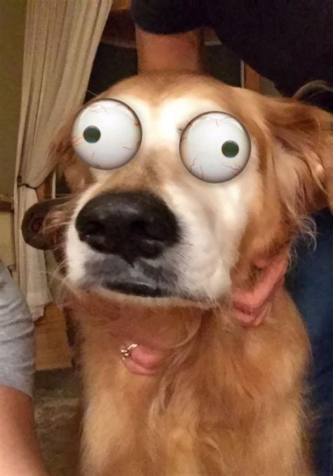 People Are Using Snapchat Filters On Their Animals And The Results Are