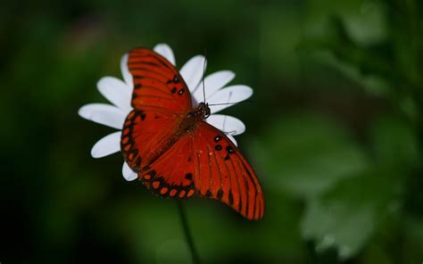 2560x1600 Butterfly Wings Side Flower Wallpaper Coolwallpapersme