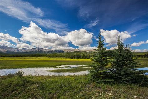 Alberta Foothill Country Stock Photo Image Of Plant 65269704