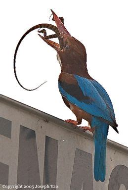 This article gives you various promo codes for use on a website that offers free robux. White-throated Kingfisher swallowing lizard - Bird Ecology Study Group