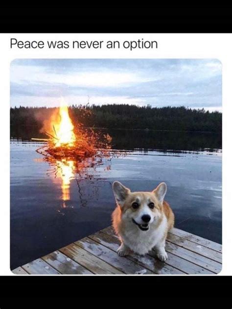 Peace Was Never An Option Meme By Sugartown Memedroid