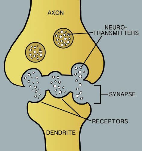 How Does A Nerve Impulse Travel Through The Nervous System Travel Poin